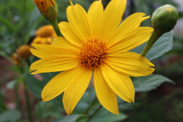 wild sunflower