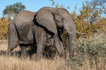 Fototapeta premium African Elephant (Loxodonta africana) in the Timbavati Reserve, South Africa