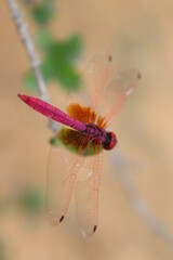 dragon fly 