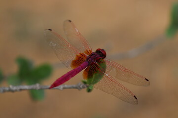 dragon fly 