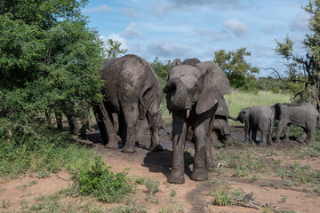 A family group of African elephants (Loxodonta africana) in the Timbavati Reserve, South Africa