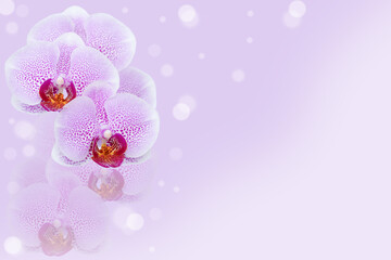 Naklejka na ściany i meble Background with lilac orchid.