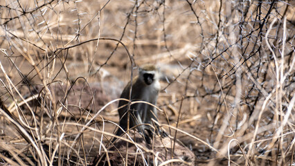 tailed lemur