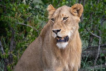 Fototapeta premium Portrait of a young lioness (Panthera leo) in the Timbavati Reserve, South Africa