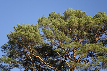 Head of pine trees (Pinus) under a clear blue winter sky, Palatinate Forest (Pfälzerwald, North Vosges) (horizontal), Hohenecken, Kaiserslautern, Rhineland Palatinate, Germany
