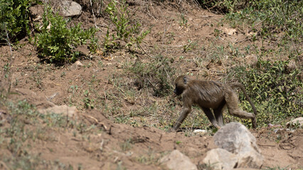 Naklejka na ściany i meble baboon physical disability in the wild