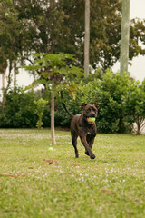 Pitbull Playing in Garden.