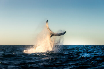 Marine mammals, humpback whales and orcas displaying their everyday behaviour on the feeding...