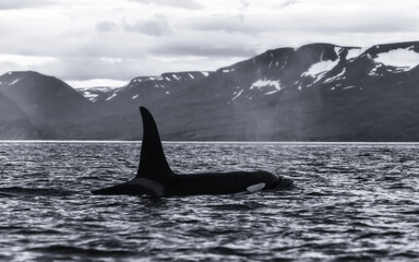 Marine mammals, humpback whales and orcas displaying their everyday behaviour on the feeding grounds of the North Hemisphere, in the Skjalfandi Bay, Husavik, Iceland