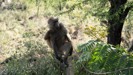 Naklejka na ściany i meble baboon sitting on a branch