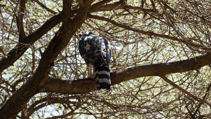 squirrel on tree