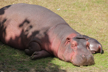 hippopotamus in a zoo in france