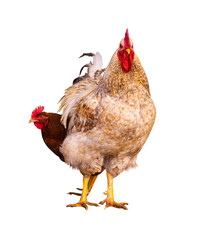 farm animals bird rooster and chicken isolated on white background.Chicken isolated on a white background