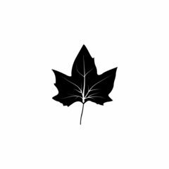 leaf isolated on black