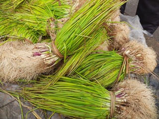 Onion plant in vegetable market. This plant has been kept for sale in the market. A pile of onion plants. onion plants roots.
