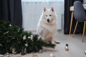 Dog sitting near dropped christmas tree in living room. Guilty puppy.