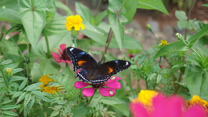 Butterfly event at the time of taking nectar from a flower 