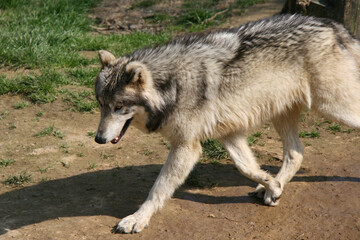 Fototapeta premium alaskan wolf in a zoo in france