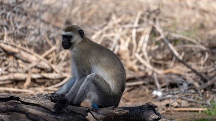 Obraz premium black tailed macaque