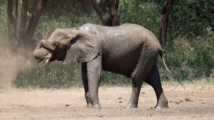 elephants in the wild