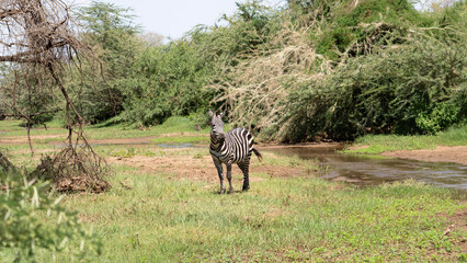 zebra in the park
