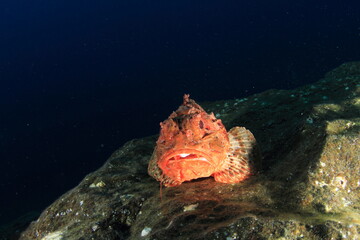 Reddish fish with big eyes and mouth resting on a big rock in the sea