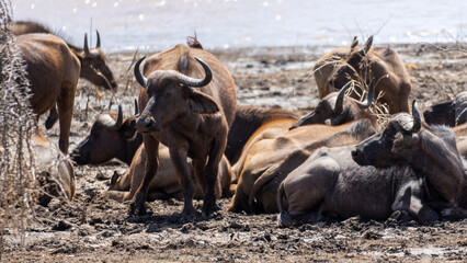 herd of wildebeest