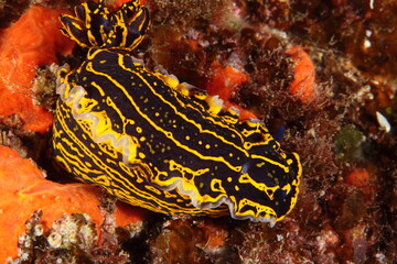 Nudibranch with intense yellow and black colors
in its habitat during a dive