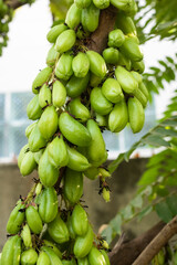 close up fresh Bilimbi fruit full on tree