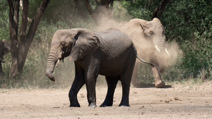 Elefantenbad Elephant bath