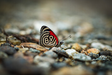 Fototapeta na wymiar Butterfly 89 between the stones in the jungle of Costa Rica