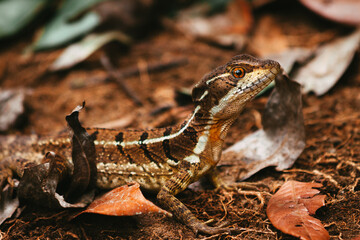Basilisk lizard in its habitat with leaves in the background