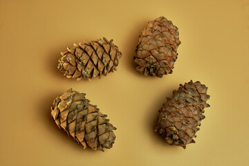 Four cedar cones on a pastel background. Minimal concept