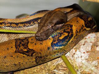 Python snake resting on a tree branch by the sea
