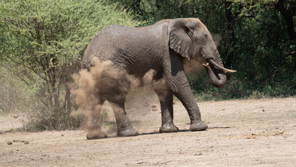 Elefanten Dusche