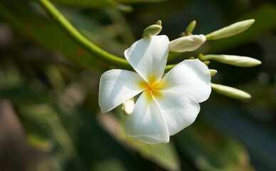 Naklejka premium close up of white flower