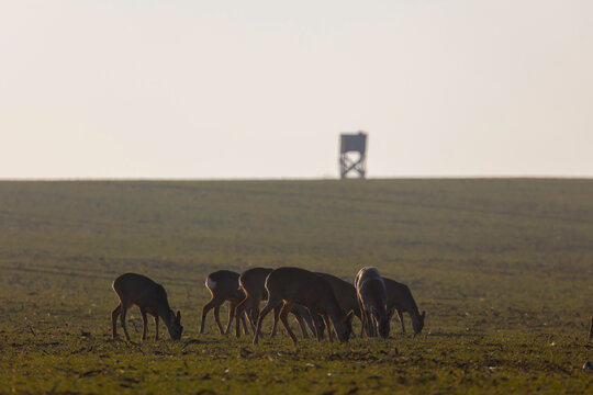 Roe deers in the field
