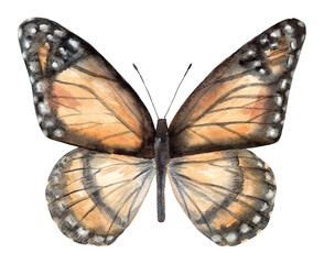 Watercolor butterfly isolated on white background.