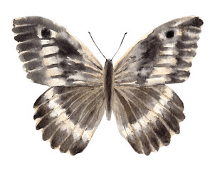 Watercolor butterfly isolated on white background.