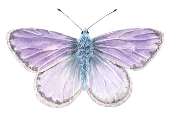 Watercolor butterfly isolated on white background.