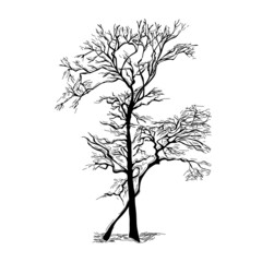 Silhouette of a tree without leaves in winter or autumn isolated on white background - 482656173