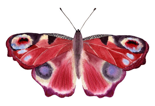 Watercolor butterfly isolated on white background.