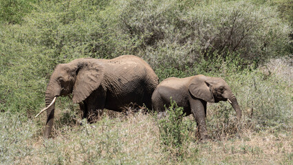 Elefanten Elephants