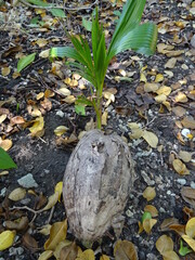 noix de coco
