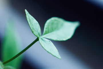green leaves on blue background