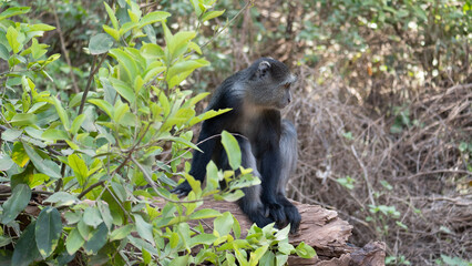 squirrel in the forest