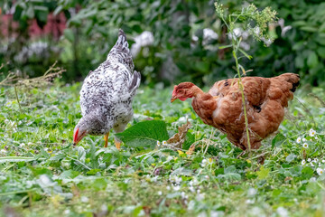 Two young chickens in the garden among the grass