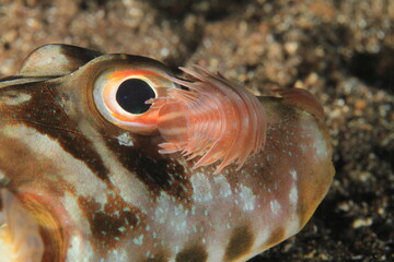 sea louse attached to the eye of a small fish perched on the sandy sea bed