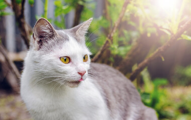 A cat with white and gray fur in the garden looks closely at the prey