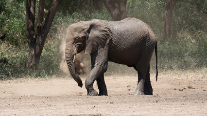 Fototapeta premium Elefantendusche Elephant shower